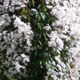 Clematis witroze groenblijvend